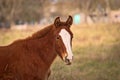 Horses free on a field in Argentina