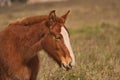 Horses free on a field in Argentina