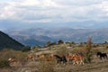 Horses in free nature, Abruzzo, Italy Royalty Free Stock Photo