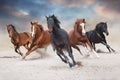 Horses run free in sandy field Royalty Free Stock Photo