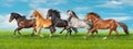 Horses run fast on field Royalty Free Stock Photo