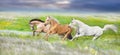 Horses free run gallop in meadow Royalty Free Stock Photo