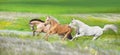 Horses free run gallop in meadow Royalty Free Stock Photo