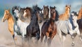 Horses free run Royalty Free Stock Photo