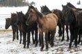 Horses are free in the winter landscape Royalty Free Stock Photo