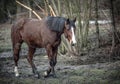 Herd of horses in the forest