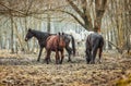 Herd of horses in the forest