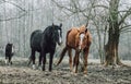 Herd of horses in the forest