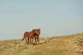 Horses frolic in the open air on a summer day .In the steppes of Kazakhstan Royalty Free Stock Photo