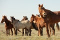 Horses frolic in the open air on a summer day .In the steppes of Kazakhstan Royalty Free Stock Photo