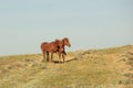 Horses frolic in the open air on a summer day .In the steppes of Kazakhstan Royalty Free Stock Photo