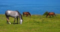 Horses at seaside