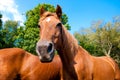 Horses with a funny face Royalty Free Stock Photo