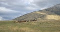 Horses gallop through Montan mountain foothills Royalty Free Stock Photo