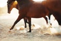 Horses galloping along the beach. Royalty Free Stock Photo