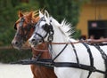 Horses galloping in beautiful leather trappings Royalty Free Stock Photo