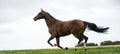 Horses galloping in a field Royalty Free Stock Photo