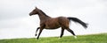 Horses galloping in a field Royalty Free Stock Photo