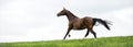 Horses galloping in a field Royalty Free Stock Photo