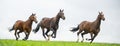 Horses galloping in a field Royalty Free Stock Photo