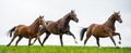 Horses galloping in a field Royalty Free Stock Photo