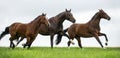 Horses galloping in a field Royalty Free Stock Photo