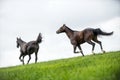 Horses galloping in a field Royalty Free Stock Photo