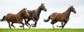 Horses galloping in a field Royalty Free Stock Photo