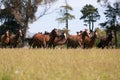 Horses galloping through the field Royalty Free Stock Photo