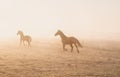 Horses galloping in the fog at sunrise