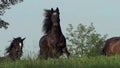 Horses galloping free on meadow