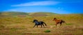 Horses galloping on the grassland