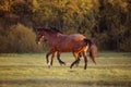 Horses galloping in the green field Royalty Free Stock Photo