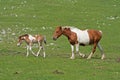 Horses