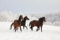 Horses are galloping on snow-covered meadow Royalty Free Stock Photo