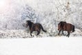 Horses galloping in the snow Royalty Free Stock Photo