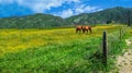 Horses galloping in the wildflower fields landscape