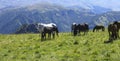 A Horses On The Autumn Caucasus Meadow Royalty Free Stock Photo