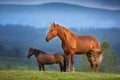 Horse on pasture in mountain landscape Royalty Free Stock Photo
