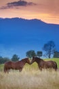 Horse on pasture in mountain landscape Royalty Free Stock Photo