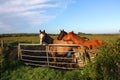 Horses By a Gate, Ireland