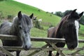 2 horses gate lake district grass