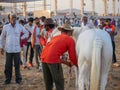 Horses gathered for trade at IndiaÃ¢â¬â¢s top cattle festival at Pushkar Camel Fair.