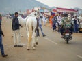 Horses gathered for trade at IndiaÃ¢â¬â¢s top cattle festival at Pushkar Camel Fair.