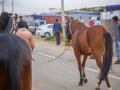 Horses gathered for trade at IndiaÃ¢â¬â¢s top cattle festival at Pushkar Camel Fair.