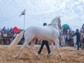 Horses gathered for trade at IndiaÃ¢â¬â¢s top cattle festival at Pushkar Camel Fair.