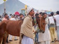 Horses gathered for trade at IndiaÃ¢â¬â¢s top cattle festival at Pushkar Camel Fair.