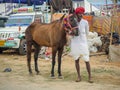 Horses gathered for trade at IndiaÃ¢â¬â¢s top cattle festival at Pushkar Camel Fair.