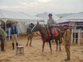 Horses gathered for trade at IndiaÃ¢â¬â¢s top cattle festival at Pushkar Camel Fair.