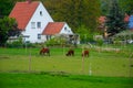 Horses gaze the grass in the small courtyard Royalty Free Stock Photo